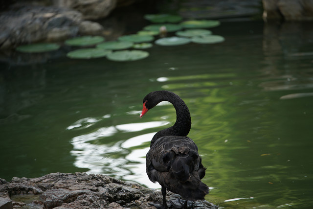 索尼fe70-200mmf4微距,索尼fe70-200mmf4goss拍多远