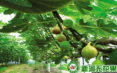 无花果裸根苗发芽需要抹芽吗,无花果抹芽定杆教程都有哪些