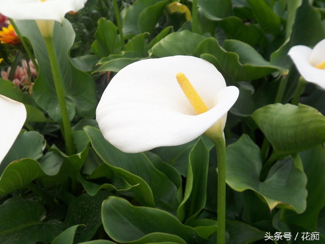 马蹄莲其实是这样养的，你做的对吗？