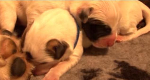 母狗第一次生宝宝，在主人的帮助下顺利生产，下一幕出现特大惊喜