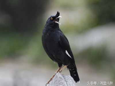 想养八哥鸟,八哥鸟怎么养才会说话