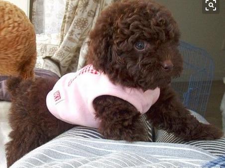 泰迪饲养注意事项,夏天泰迪狗狗生产注意事项