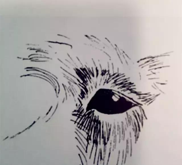 怎样挑选一只好的雪纳瑞犬,如何挑选一只适合家养的雪纳瑞