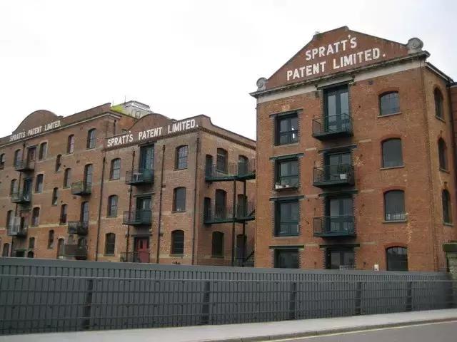 一个月的狗除了狗粮还能吃什么,不到一年的狗吃什么狗粮