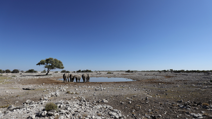 猎豹奔跑壮观,猎豹狂奔