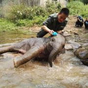 羊妞的日常生活,羊妞的生活记录