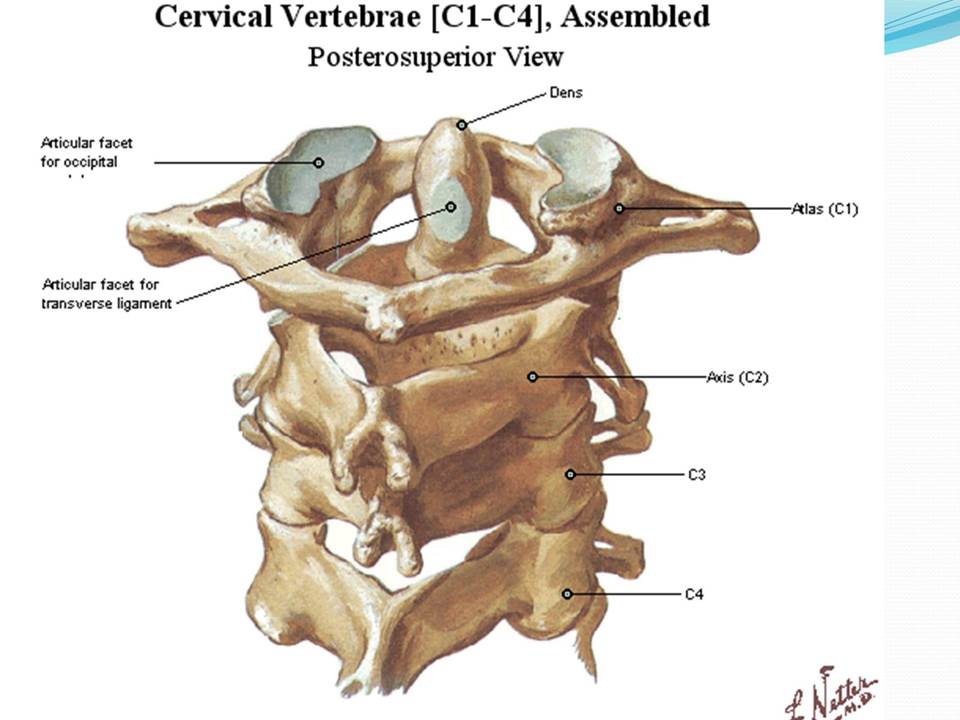谈骨论筋颈椎病,中医治疗颈椎病名医