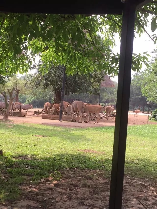 长隆野生动物园攻略亲子游三天,从广州长隆到珠海长隆亲子游攻略