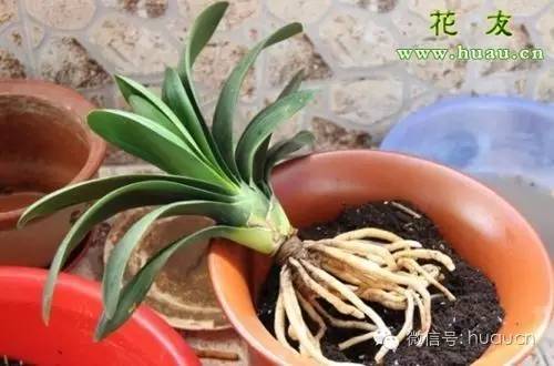 刚买回的花怎样移栽成活率高,新买回来的花怎么移栽成活率最高