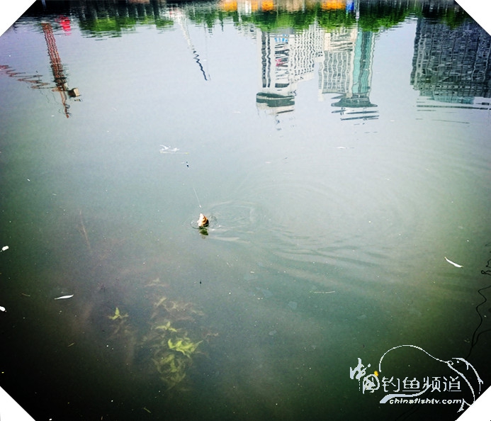 早起的鸟儿有虫吃动画,早起的鸟儿有虫吃故事