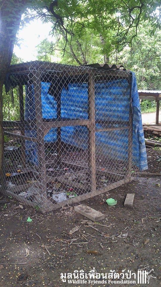 从小养大的猴子会咬主人吗,从小养出来的猴子