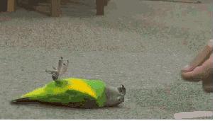 这算不算最萌身高差?