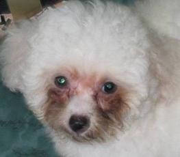 小狗狗流泪发出呜呜声音,小狗狗眼睛红肿流泪怎么办