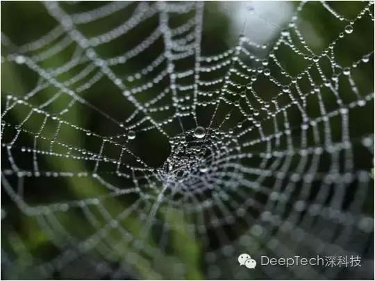 重磅:蚕宝宝吐蜘蛛丝，锻造转基因“生物钢材”