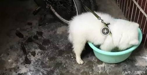 网友丢了一只萨摩耶,被主人遗弃的萨摩耶后续