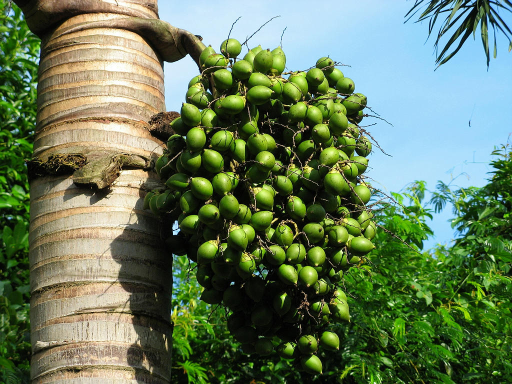 第一次吃槟榔喘不过气差点去世,第一次吃槟榔头晕嗓子肿