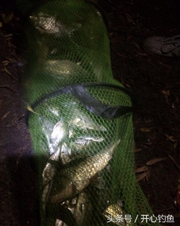 老鬼鱼饵料钓鳊鱼,老鬼专钓鳊鱼饵料配方