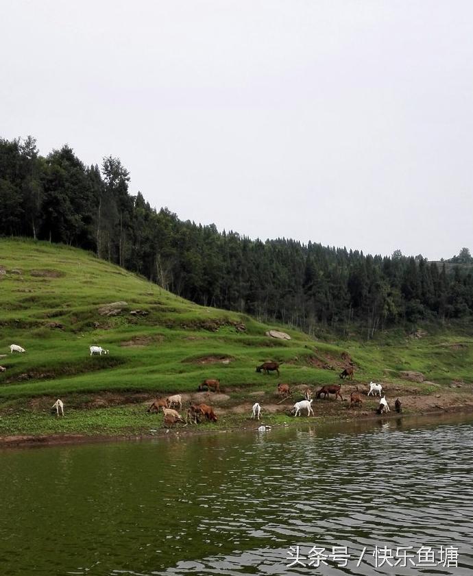 第一次钓鱼收获不错,晨钓该钓浅还是深