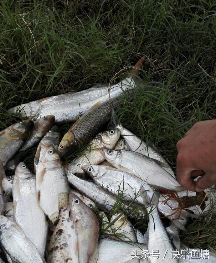 第一次钓鱼收获不错,晨钓该钓浅还是深