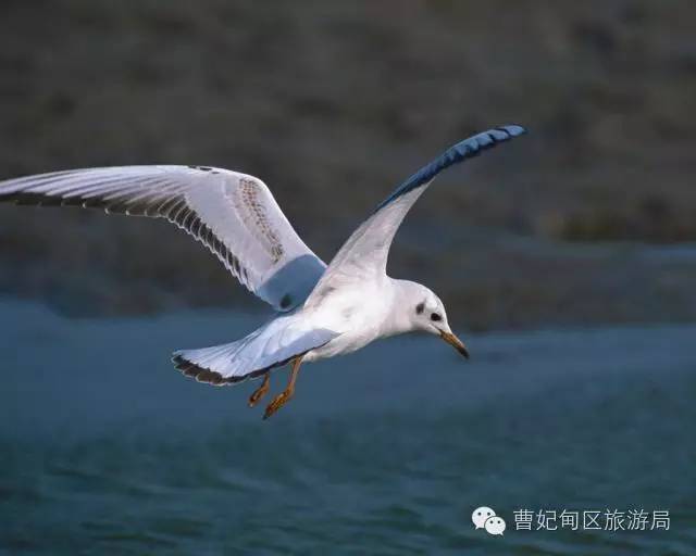 滨海湿地,曹妃甸湿地文化旅游度假区
