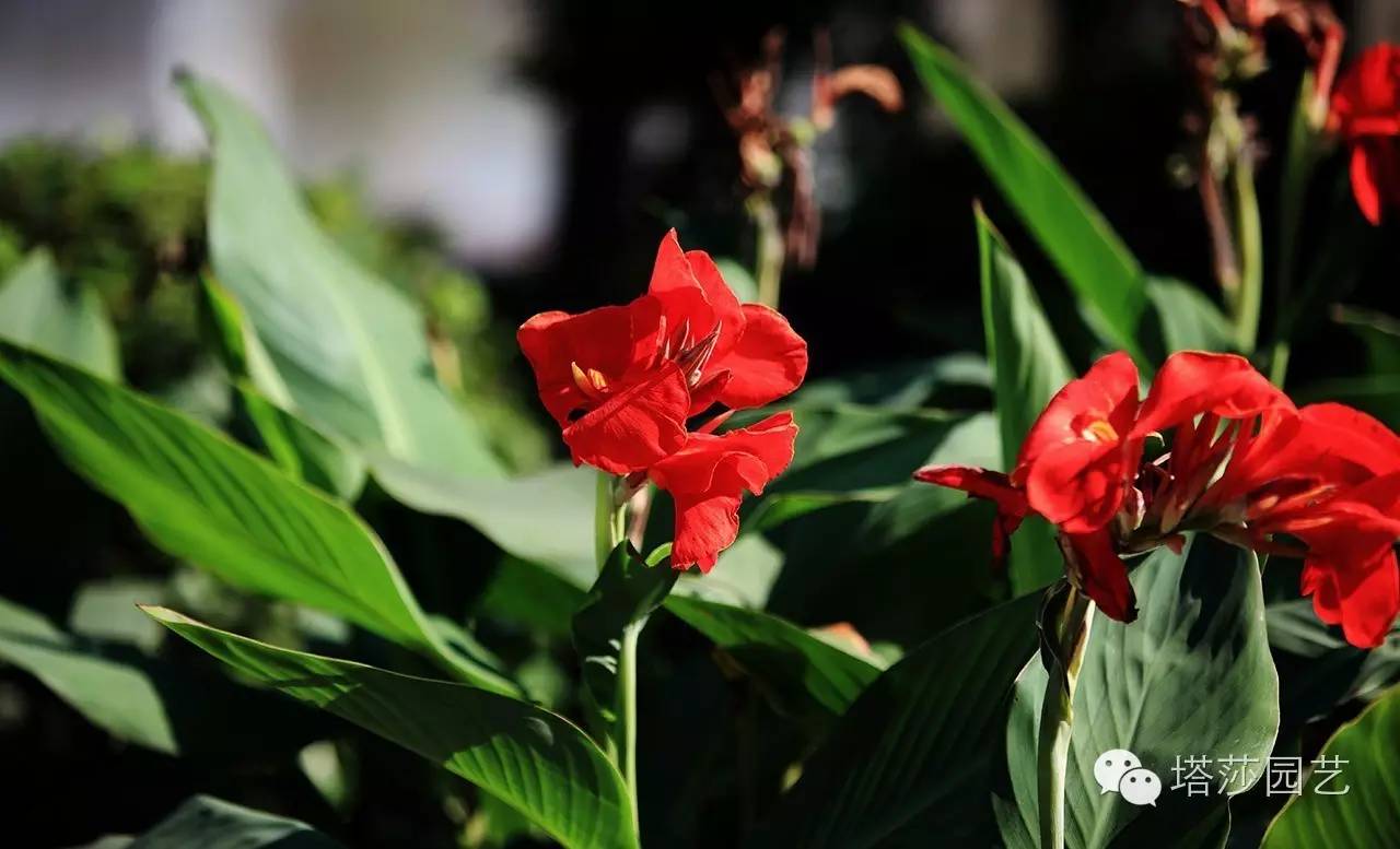 烧苗怎么挽救最好,烧苗的补救措施是