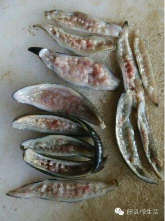 农田里吸血的虫叫什么,田里有一种吸血动物