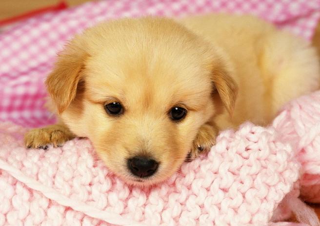 狗狗不在发情期那个地方也是肿胀的？家长们可不能视而不见啊！