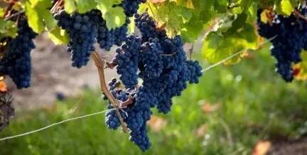 蛇龙珠和赤霞珠葡萄的区别,赤霞珠和蛇龙珠哪个好种