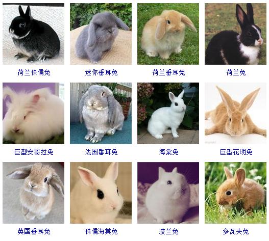 想养宠物又不知道养什么,整理一份养宠物的知识