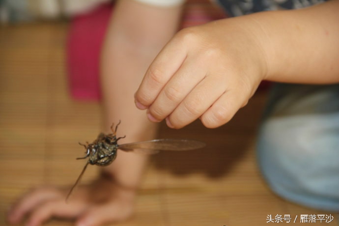 金蝉脱壳怎么孵化,小朋友不睡觉看金蝉如何脱壳的