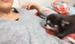 狗狗失恋了会怎么样,狗狗失恋