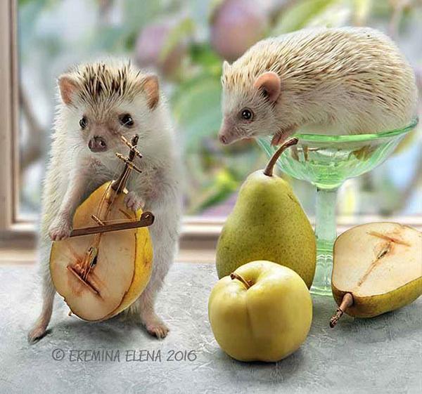 温柔可爱到爆的小刺猬,可爱呆萌小刺猬