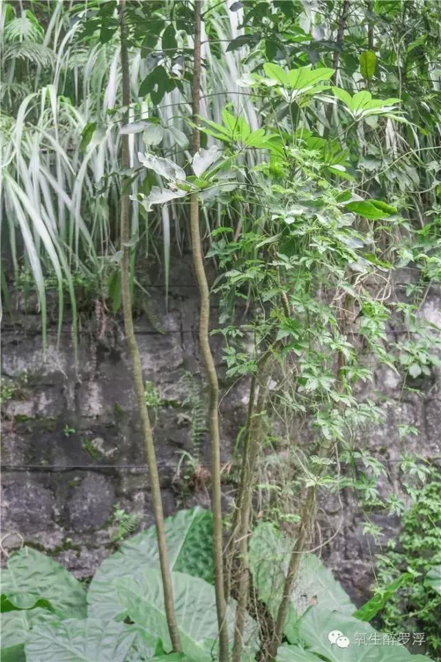 专家带你识草药,医生前往神秘的岛屿寻找治病方法