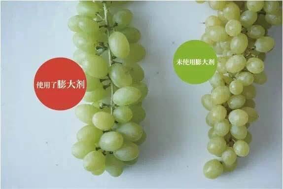 超级大的水果都是打了膨大剂吗,什么水果不适合膨大剂