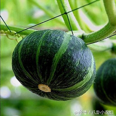 为什么南瓜是糖尿病的克星,南瓜治疗糖尿病偏方