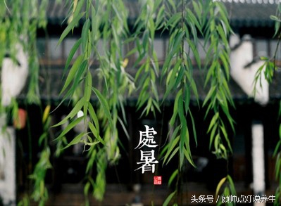 二十四节气处暑习俗介绍,二十四节气与中医经典养生大暑