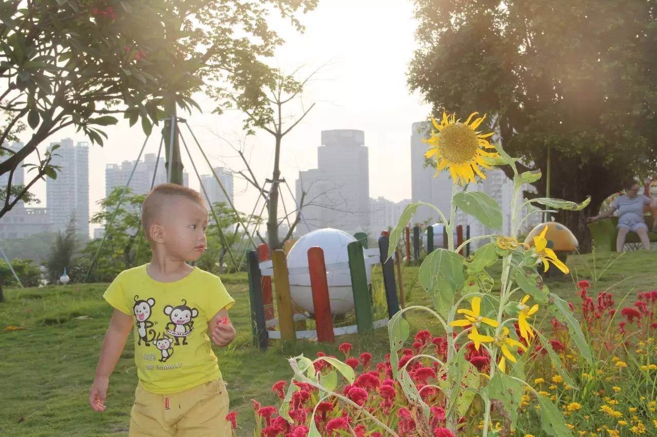 向日葵简短介绍,向日葵简短的知识