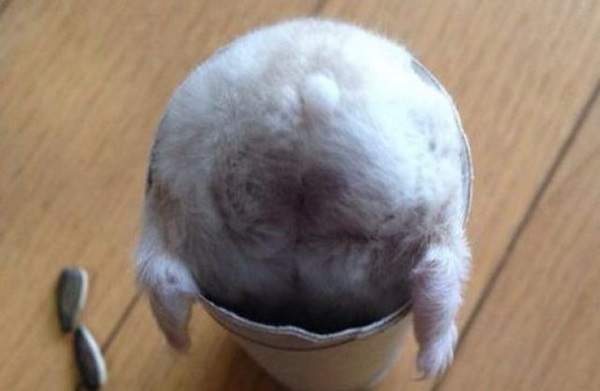 仓鼠的尾巴大大的,仓鼠的屁屁很萌