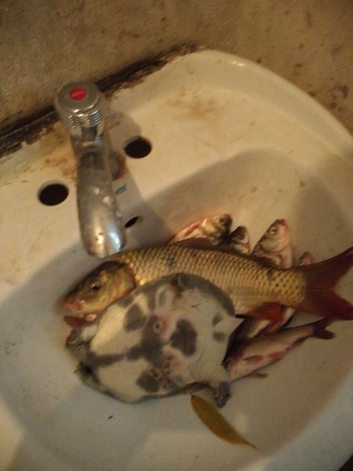 钓了一只鳖要放生吗,钓了一只野生甲鱼