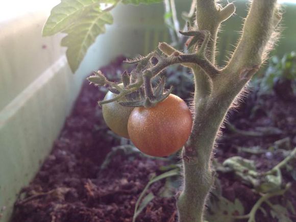 阳台种菜被老鼠偷吃怎么办,成熟的西红柿如何防止被老鼠吃掉