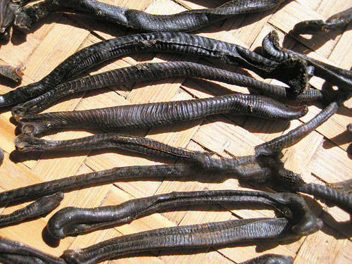 谁知道蚂蟥的药用价值,吸血蚂蟥有4大功效