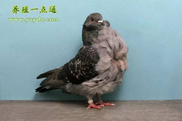 观赏鸽养殖赚钱吗,观赏鸽养殖市场前景分析