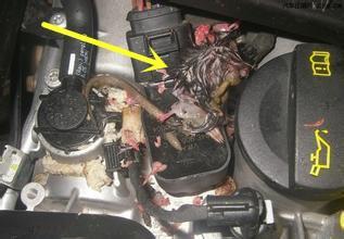 女车主车内传来恶臭,女司机车内传来阵阵臭味