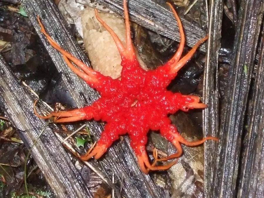 老中医蜂蜜系列,老中医生姜蜂蜜