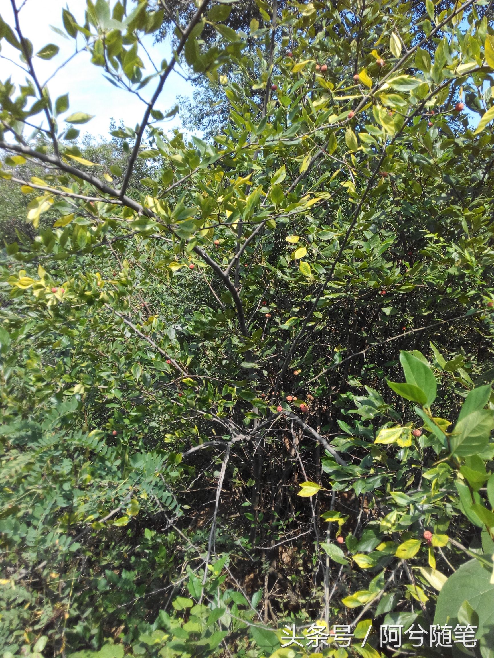 农村人称“战战棘子”的植物，民间用来治肺癌~|阿兮随笔