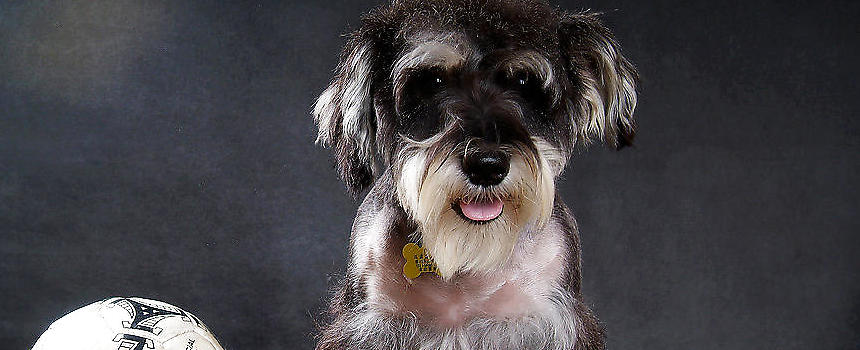 狗主人有什么坏心思,狗都有什么毛病