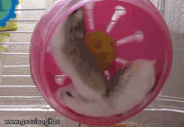 笑口常开：专业坑队友啊！下面那位这你也能忍？