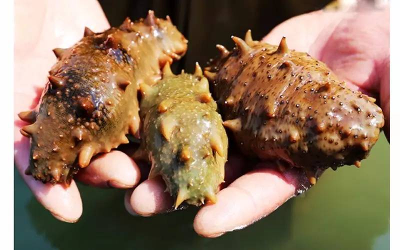 最有名的辽参,辽参真的那么好吗