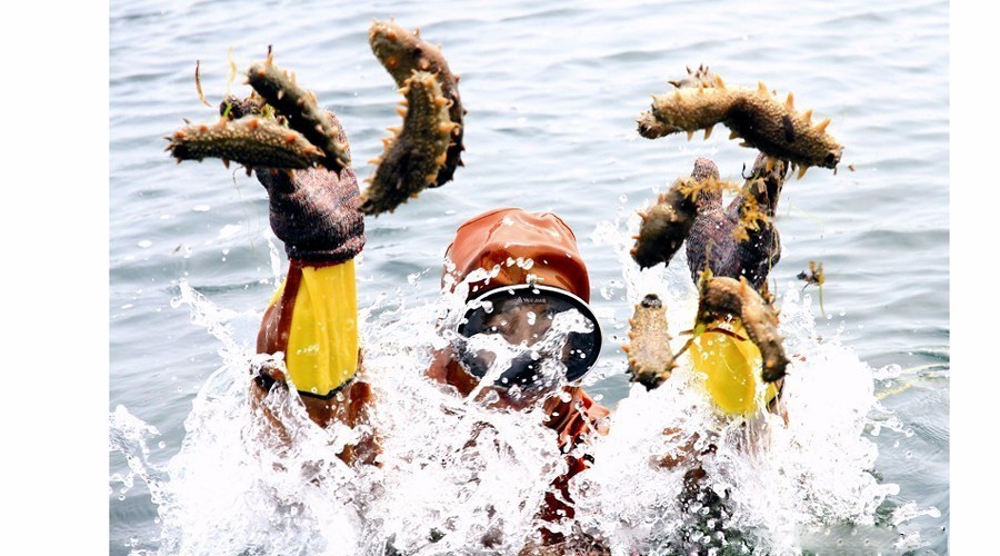 最有名的辽参,辽参真的那么好吗