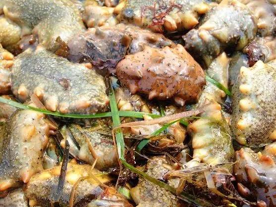 最有名的辽参,辽参真的那么好吗